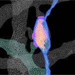 Study Illuminates the Structural Features of Memory Formation at the Cellular and Subcellular Levels