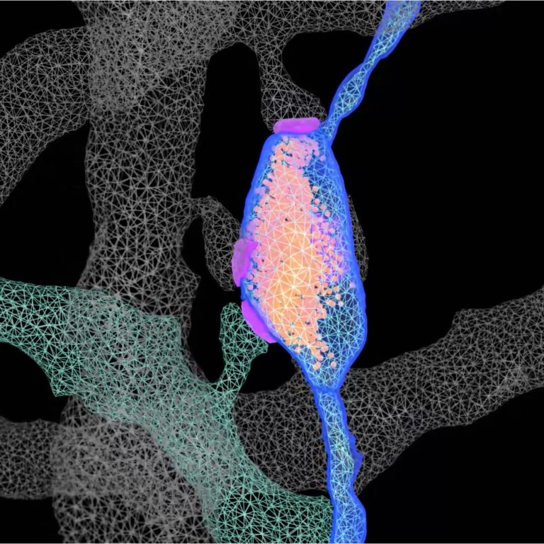 Study Illuminates the Structural Features of Memory Formation at the Cellular and Subcellular Levels